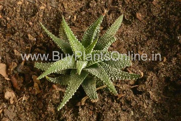 Haworthia Attenuata