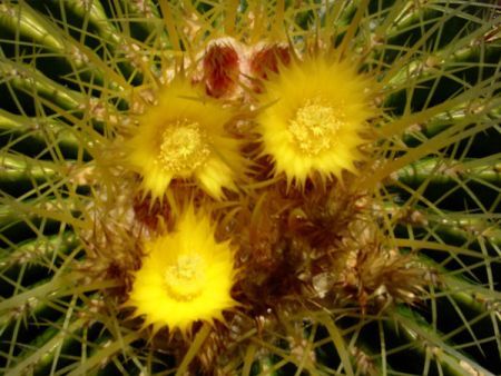 Echinocactus Grusonii