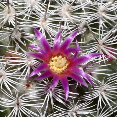 Mammillaria Albilanata