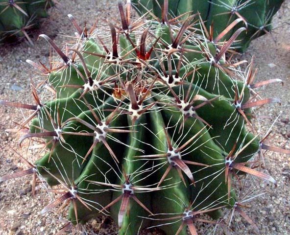 Ferocactus Horridus