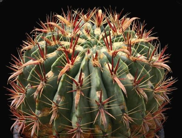 Ferocactus Latispinus