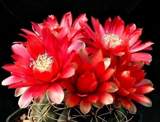 Gymnocalycium Baldianum