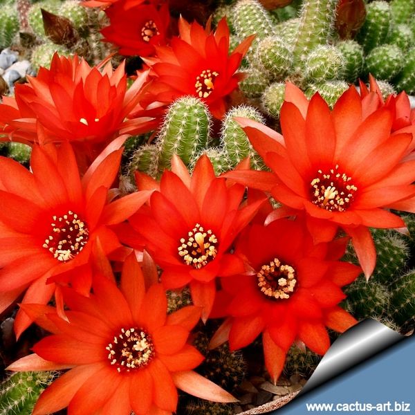 Echinopsis Chamaecereus