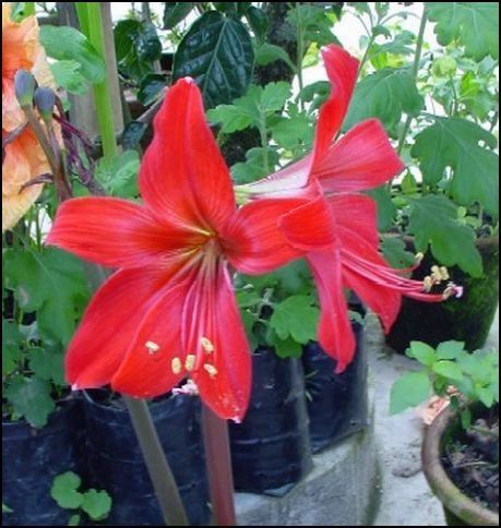 Amaryllis Formosissima - Price / Pkt