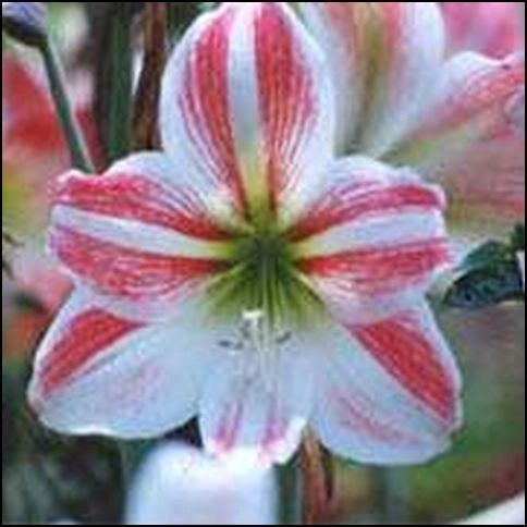 Amaryllis Dutch Assorted