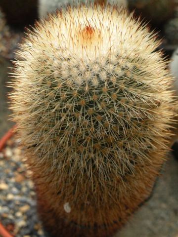 Mammillaria Bella