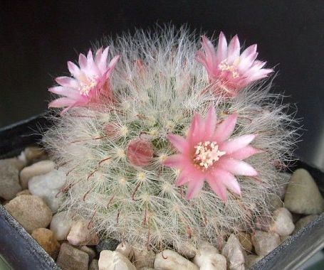 Mammillaria Bocasana