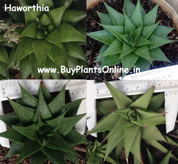 5 Nos Haworthia Varieties Assorted