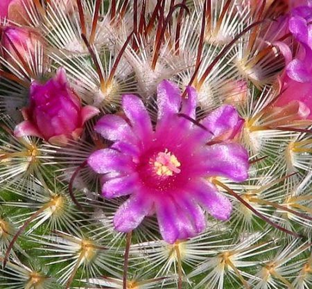 Mammillaria Bombycina