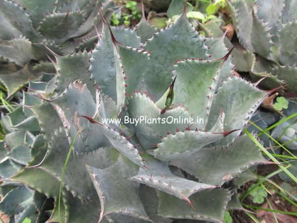 Agave Potatorum var. Verschaffeltii