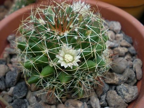 Mammillaria Camptotricha