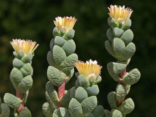 Delosperma Lehmannii