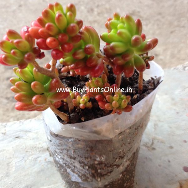 Sedum Rubrotinctum
