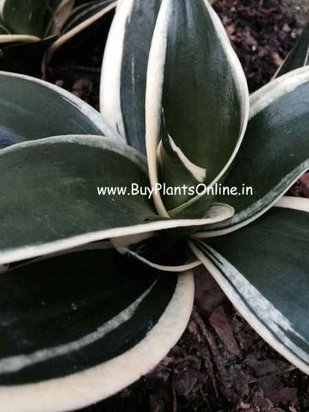 Sansevieria Hahnii Jade