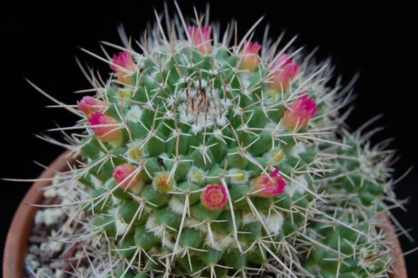 Mammillaria Compressa