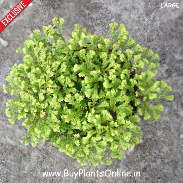 Ferns | Chamaecyparis | Chamaecyparis Obtusa | Buy Plants Online