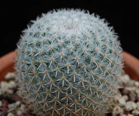 Mammillaria Elegans