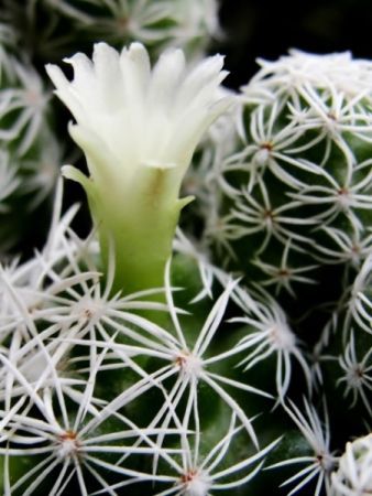 Mammillaria Gracilis