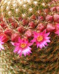 Mammillaria Matudae