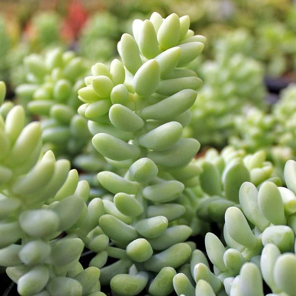 Sedum Morganianum 'Burrito'