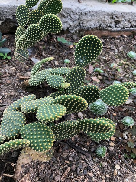 Opuntia Microdasys 'Bunny Ear Cactus'