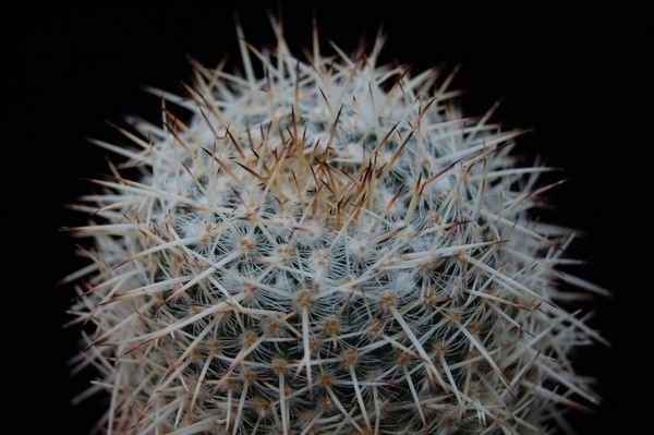 Mammillaria Parkinsonii