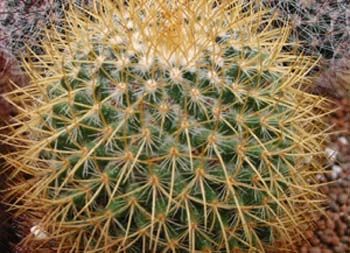 Mammillaria Pringlei