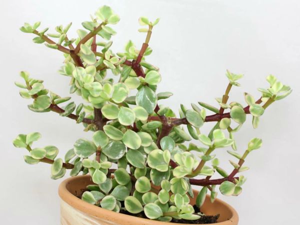 Portulacaria Afra Variegata