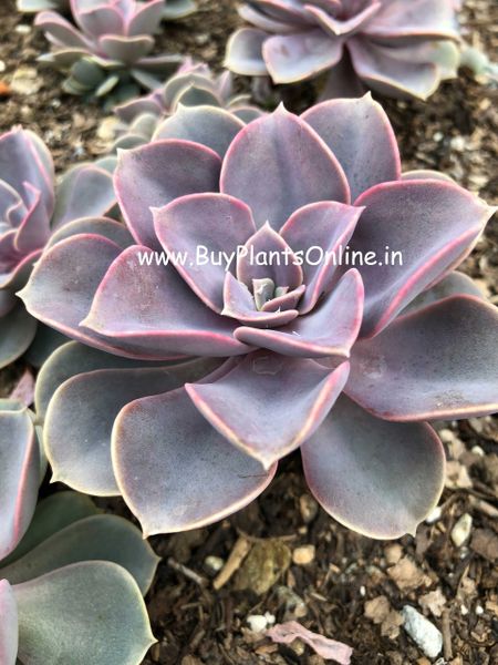 Echeveria 'Perle von Nurnberg'