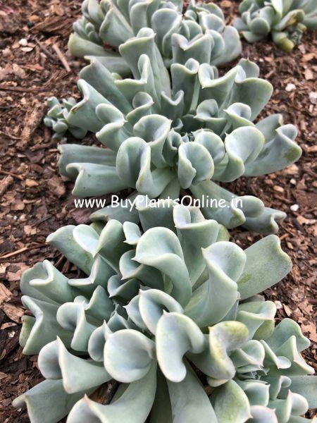 Echeveria Runyonii 'Topsy Turvy'