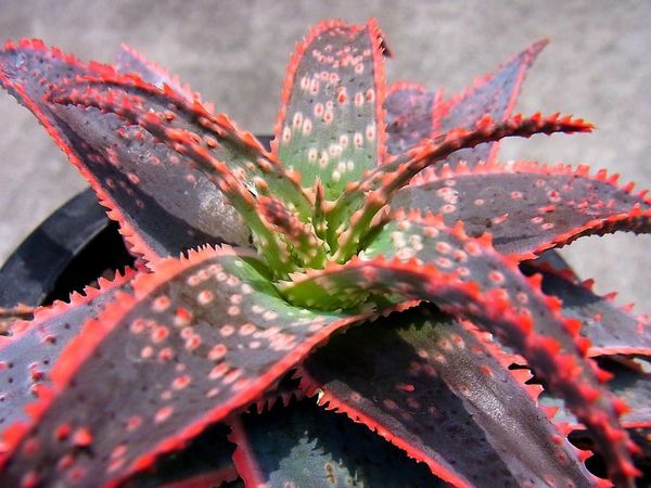 Aloe Donnie ‘Christmas Carol’