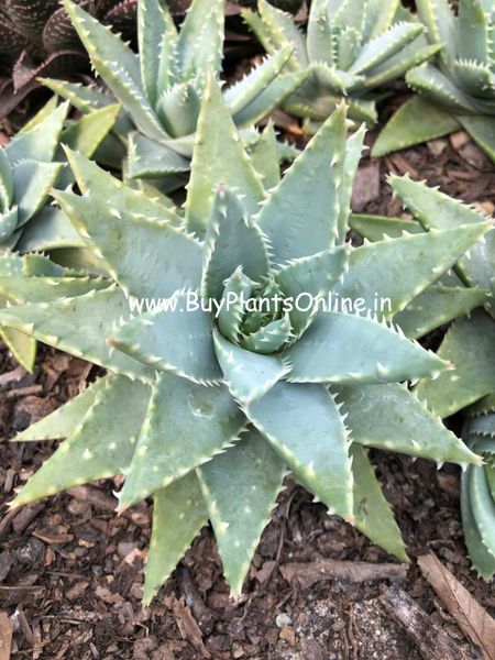 Aloe Brevifolia