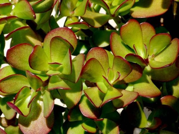 Crassula Ovata 'Money Tree'