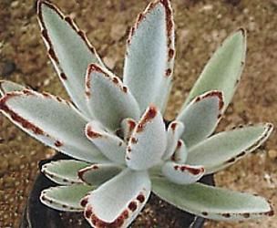 Kalanchoe Tormentosa 'Panda Plant'