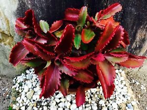 Kalanchoe Sexangularis 'Six-angled Kalanchoe'