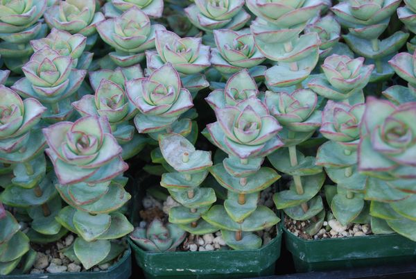 Crassula Perforata 'String of Buttons'