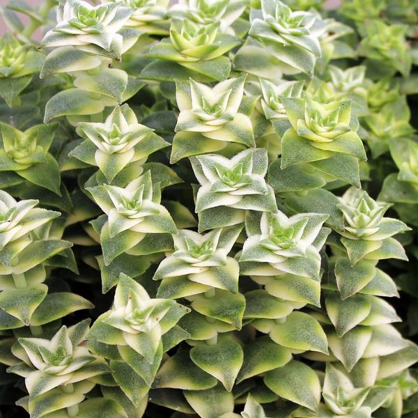 Crassula Perforata 'Variegated'