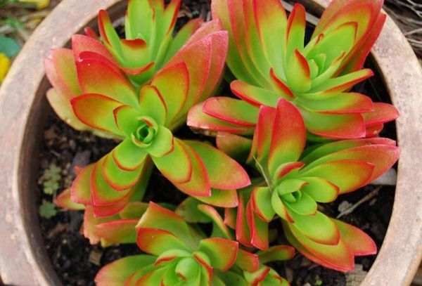 Crassula Capitella 'Campfire'