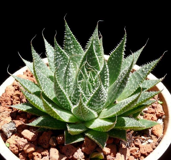 Aloe Aristata