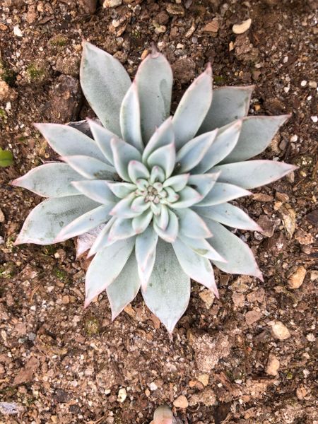 Echeveria Blue