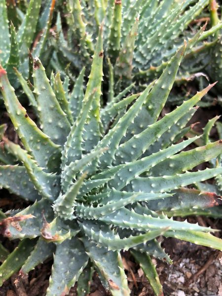 Aloe Humilis