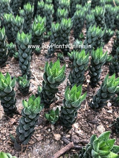 Haworthia Reinwardtii 'Zebra Wart'