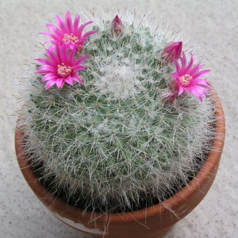 Mammillaria Hahniana