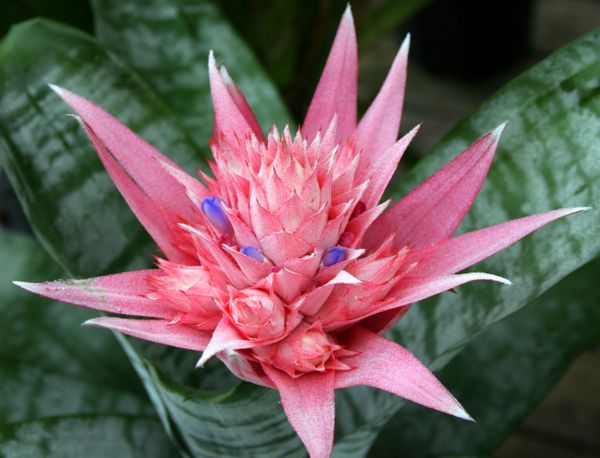 Aechmea Fasciata