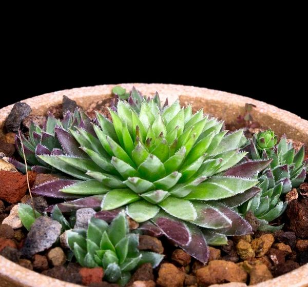 Sempervivum heufflii "Bulgaria"