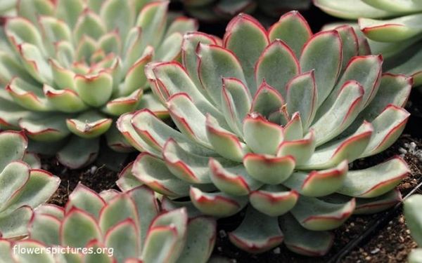 Echeveria Pulidonis