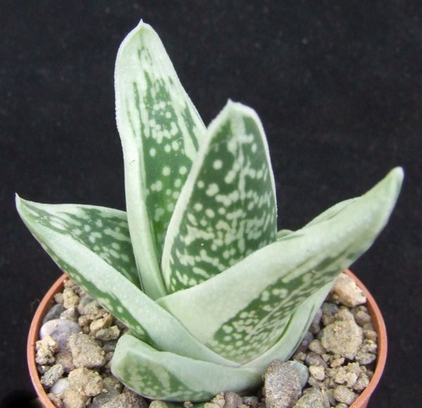 Gasteria 'Green Ice'