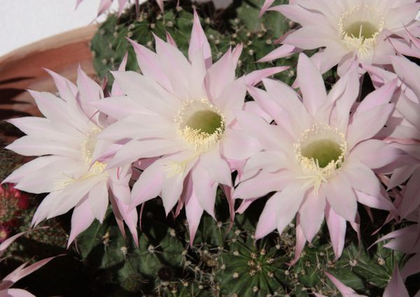 Echinopsis Tubiflora