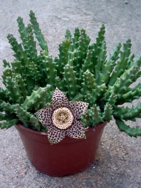 Stapelia Variegata - Starfish Plant