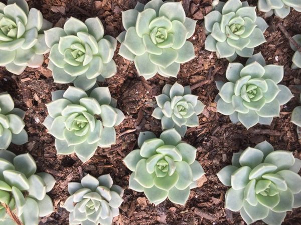 Echeveria Fluer Blanc